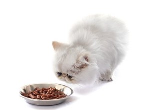 Por que meu gato não está comendo?