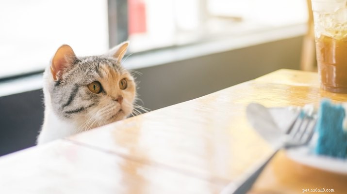 9 aliments que les chats ne peuvent pas manger