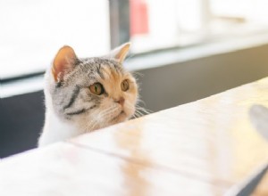9 mat som katter inte kan äta