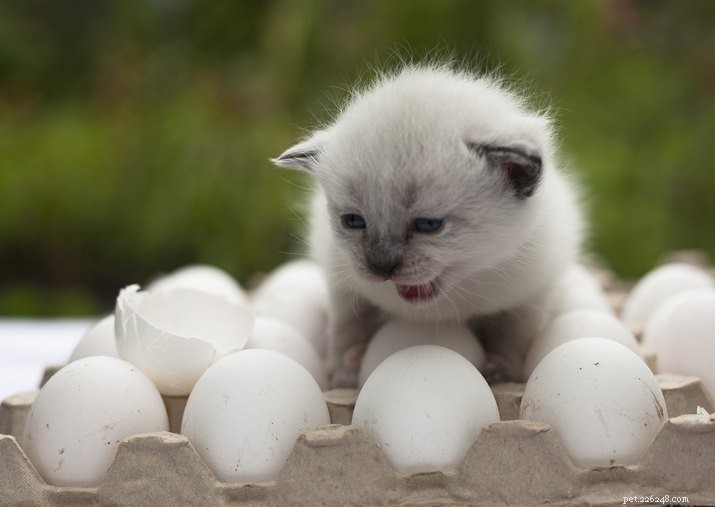 9 aliments que les chats ne peuvent pas manger