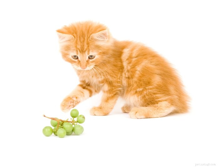9 cibi che i gatti non possono mangiare