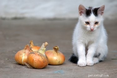 9 продуктов, которые нельзя есть кошкам