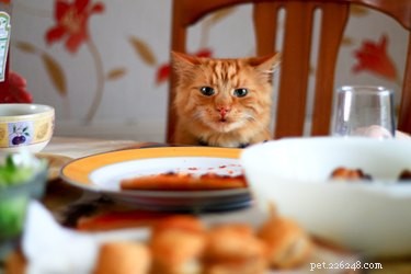 9 mat som katter inte kan äta