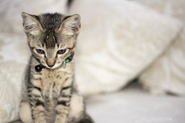 Les chats peuvent-ils souffrir d anxiété de séparation ?