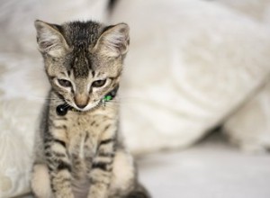 Kan katter ha separationsångest?