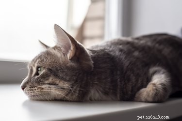 Mohou mít kočky úzkost z odloučení?