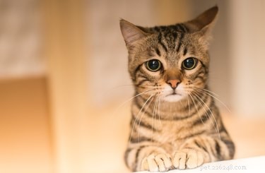 Может ли кошка испытывать тревогу разлуки?