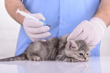 猫と子猫の予防接種スケジュールは？ 