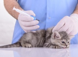Vilket är vaccinationsschemat för katter och kattungar?