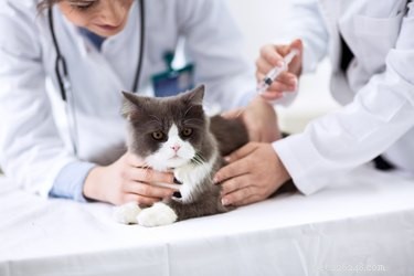 Qual ​​é o calendário de vacinação para gatos e gatinhos?