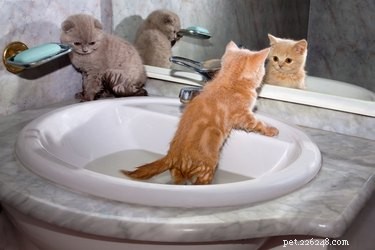 Hur man badar en kattunge