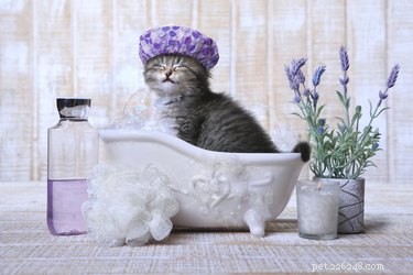 Come fare il bagno a un gattino