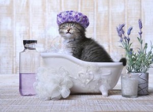 Como dar banho em um gatinho