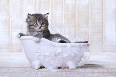 Een kitten in bad doen