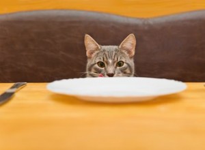 Vad kan jag mata min katt eller kattunge?