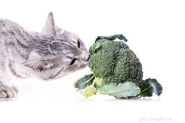 고양이나 새끼 고양이에게 무엇을 먹일 수 있습니까?