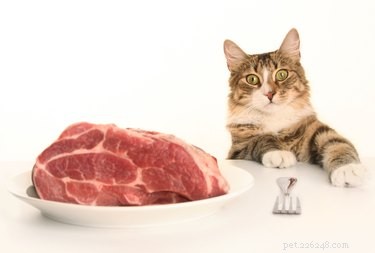 Vad kan jag mata min katt eller kattunge?
