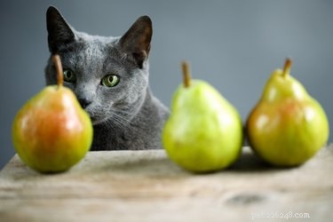 Čím mohu krmit svou kočku nebo kotě?