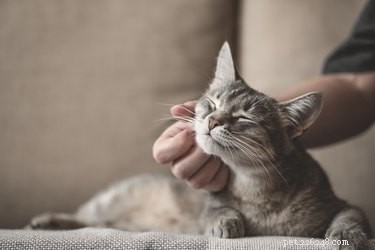 Tout ce que vous devez savoir sur l alimentation de votre chaton