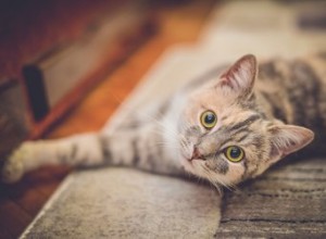 Comment introduire un chat dans une nouvelle maison 