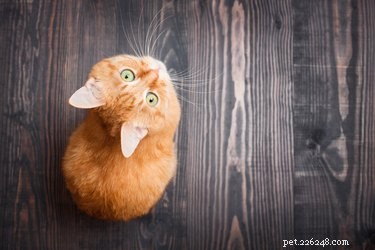 Hur man introducerar en katt i ett nytt hem