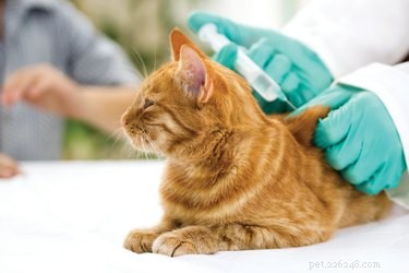 Como cuidar de um gatinho