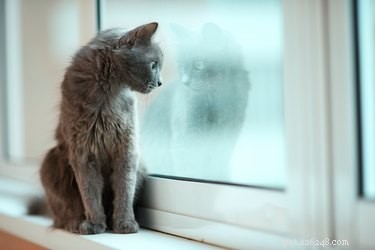 고양이를 집에 얼마나 오래 혼자 둘 수 있습니까?