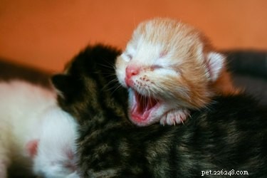 15 fatti sulla gravidanza del gatto che probabilmente non sapevi
