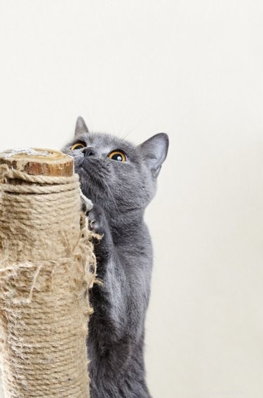 9 věcí, které musí všichni majitelé koček poprvé vědět
