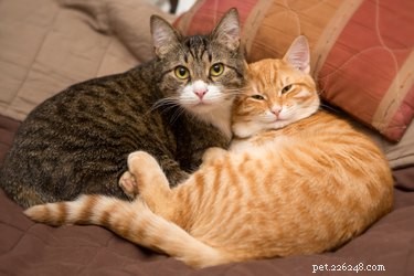 Potřebuji společně adoptovat dvě kočky?