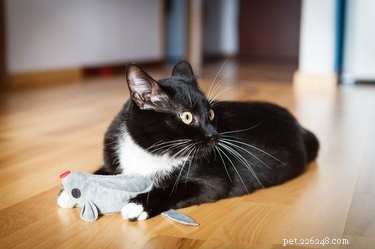 3 alternativy kočičího nipu, jak dostat vaši kočičku do kamenů