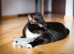 3 alternativas de catnip para deixar seu gatinho chapado