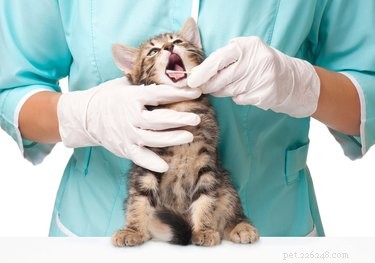 Как часто кошки должны посещать ветеринара