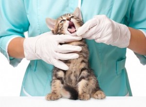 Hur ofta ska katter besöka veterinären