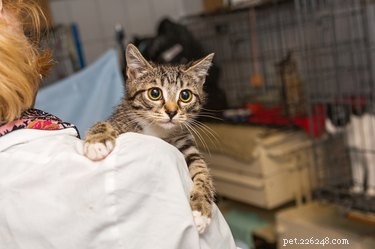 Hur ofta ska katter besöka veterinären