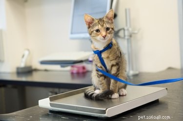 Com que frequência os gatos devem visitar o veterinário