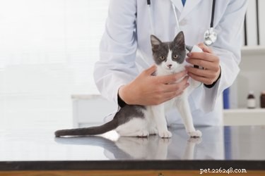 Com que frequência os gatos devem visitar o veterinário