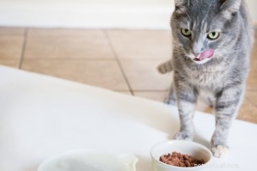 Como você sabe se seu gato está recebendo água suficiente?