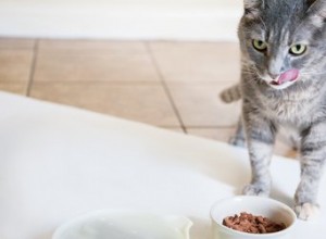 Como você sabe se seu gato está recebendo água suficiente?