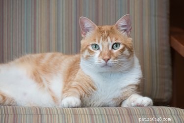 De chaton à chat :conseils pour aider votre chat à faire la transition dans la vie