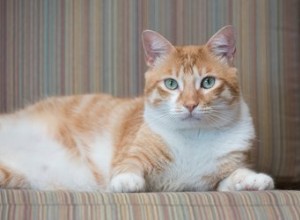 De chaton à chat :conseils pour aider votre chat à faire la transition dans la vie