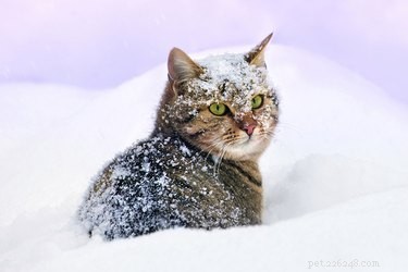 Potřebují kočky více jídla, když se ochladí?