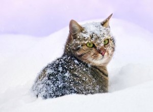 Os gatos precisam de mais comida quando fica frio?
