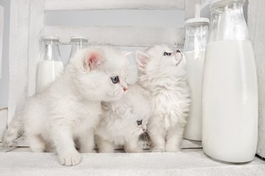 Mohou kočky pít kravské mléko?