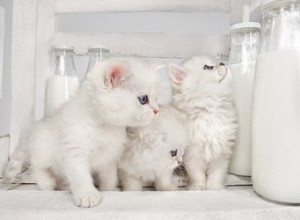 Kan katter dricka komjölk?