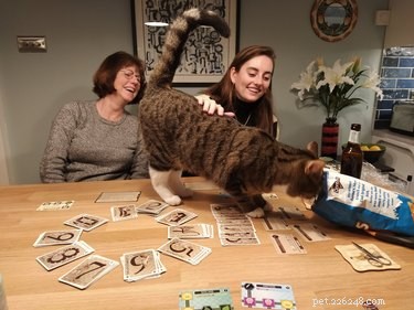 Queste foto di gatti che interrompono i giochi da tavolo sono adorabilmente caotiche