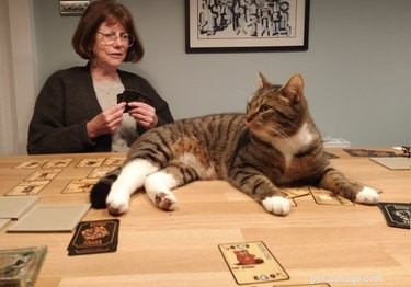 보드 게임을 방해하는 고양이 사진은 매우 혼란스럽습니다.