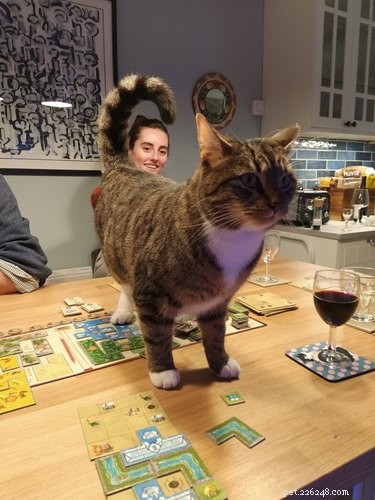 Ces photos de chats interrompant les jeux de société sont adorablement chaotiques