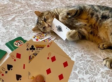 ボードゲームを中断する猫のこれらの写真は愛らしい混沌としている 
