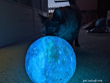 15 animali domestici che meditano sul globo